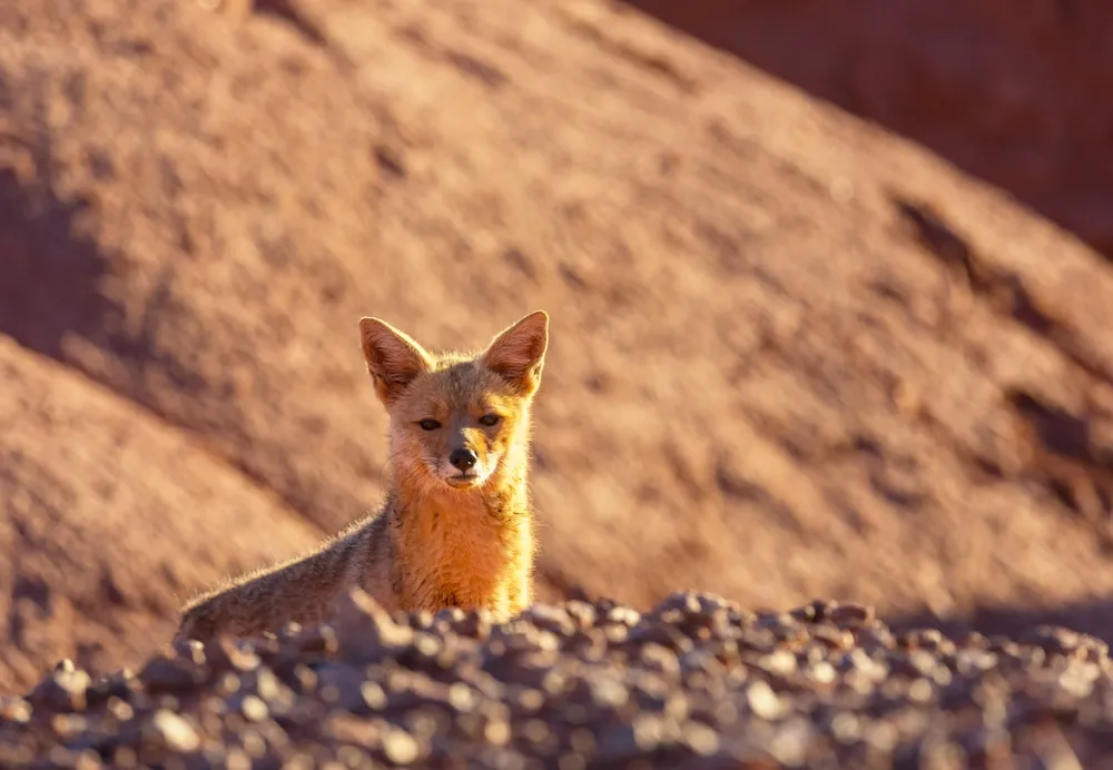 Patagonian grey fox
