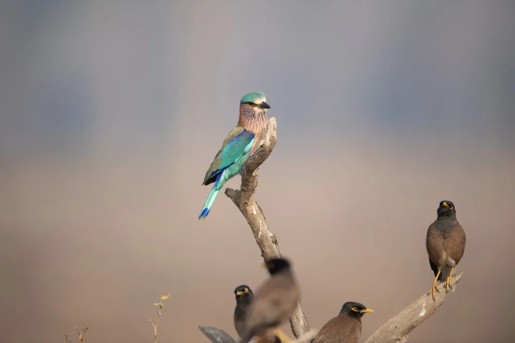 Pench Kanha