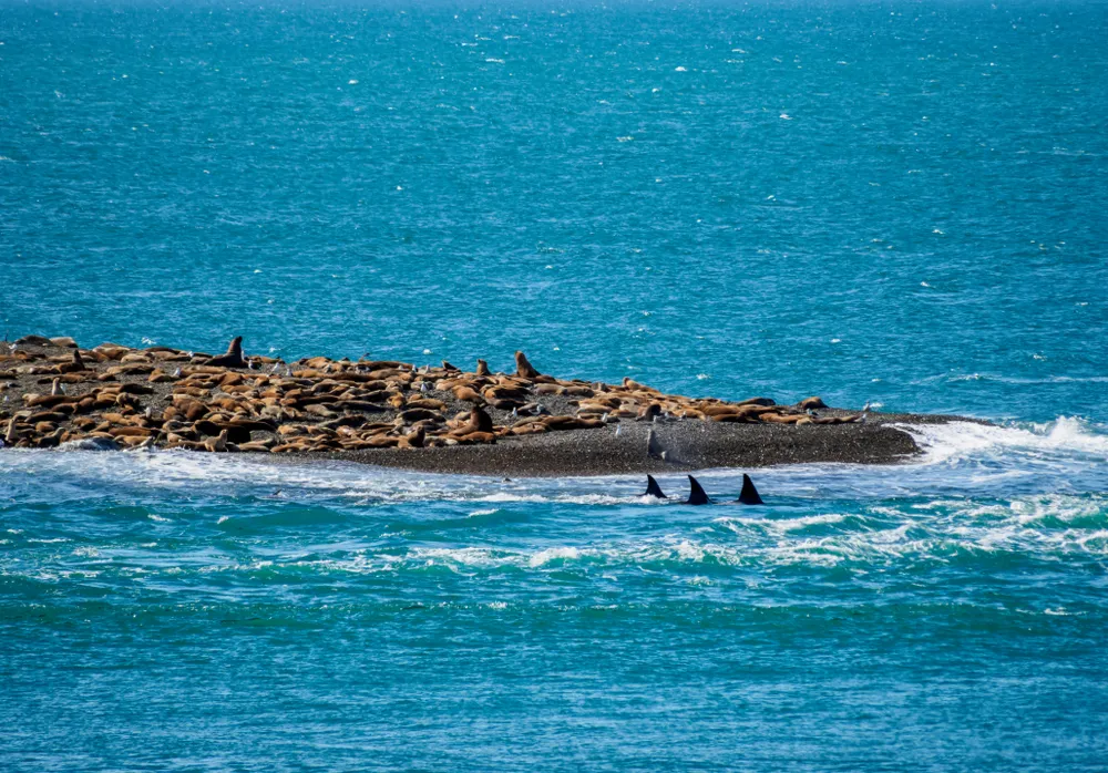 Orca coast