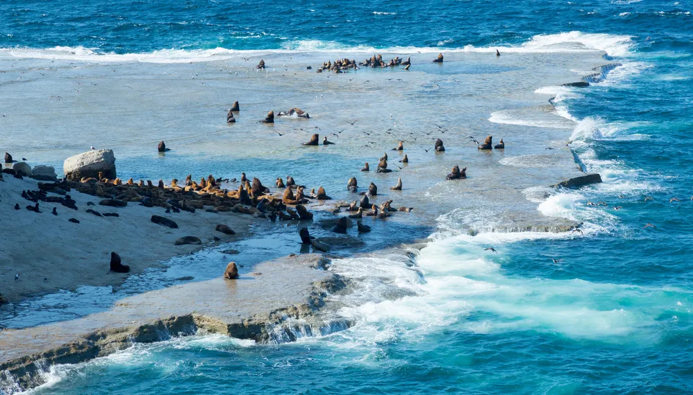 Penguins & seals