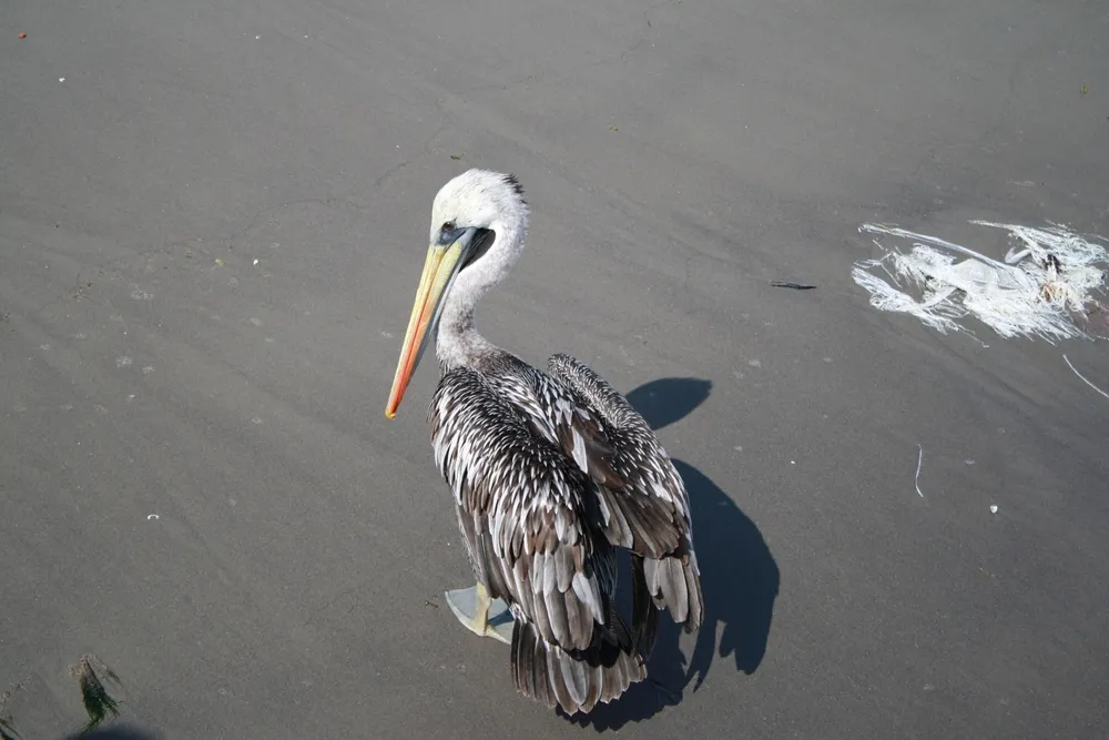 Peruvian pelican