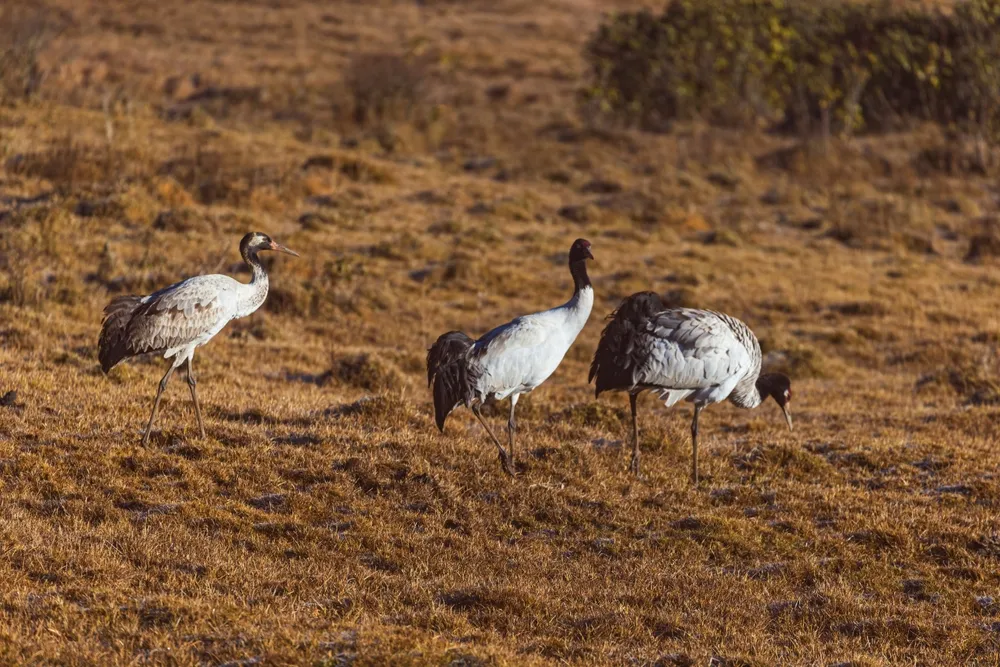 Crane watching