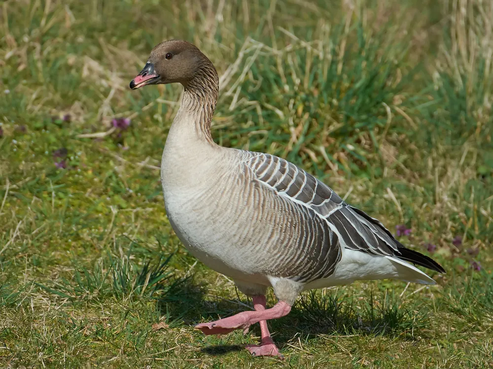 Pink-footed goose
