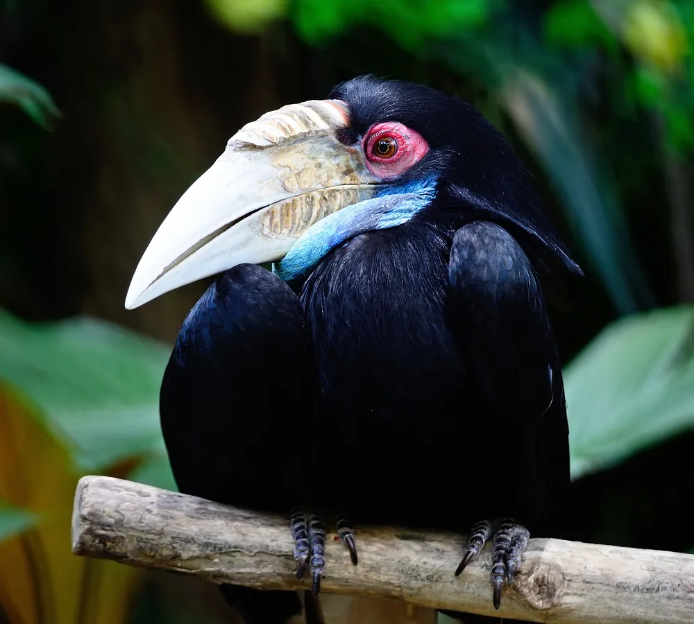 Plain-pouched hornbill