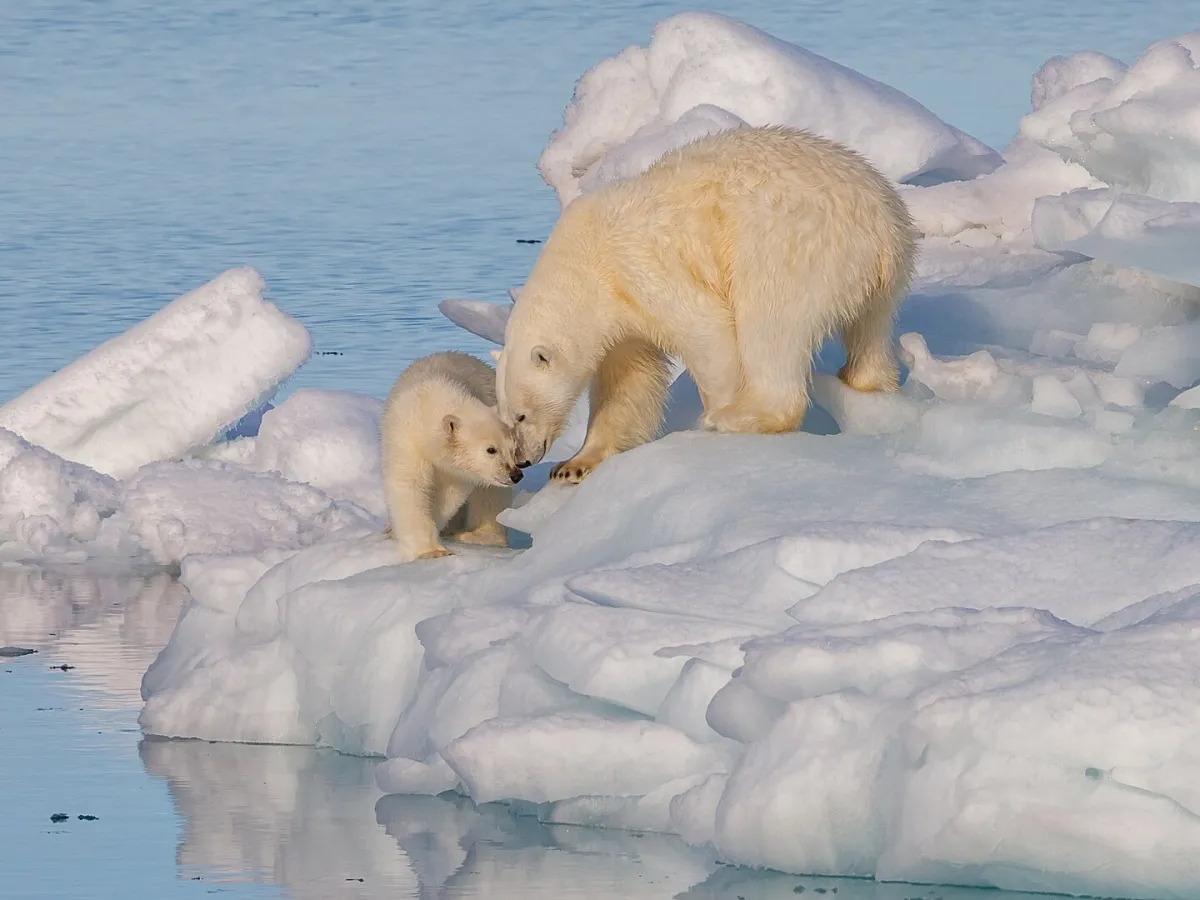Polar bear