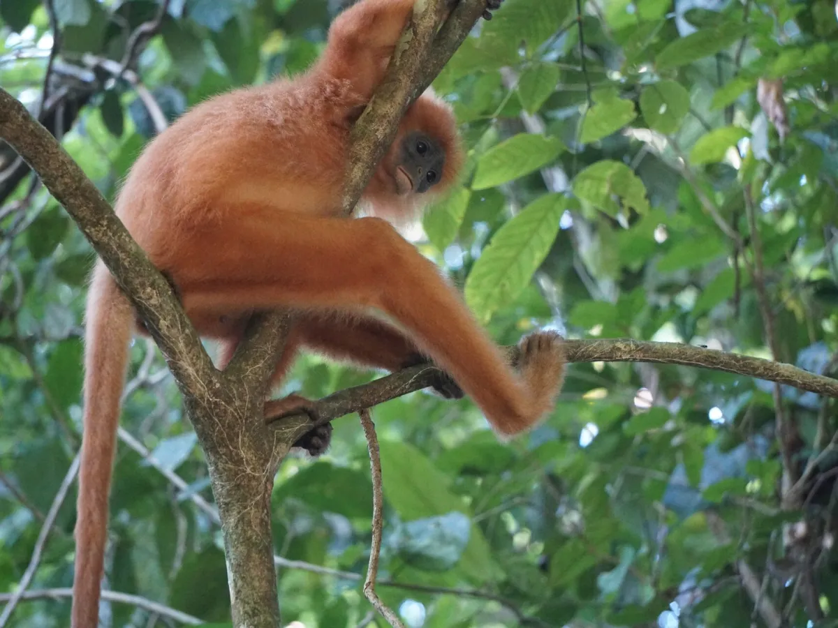 Red leaf monkey