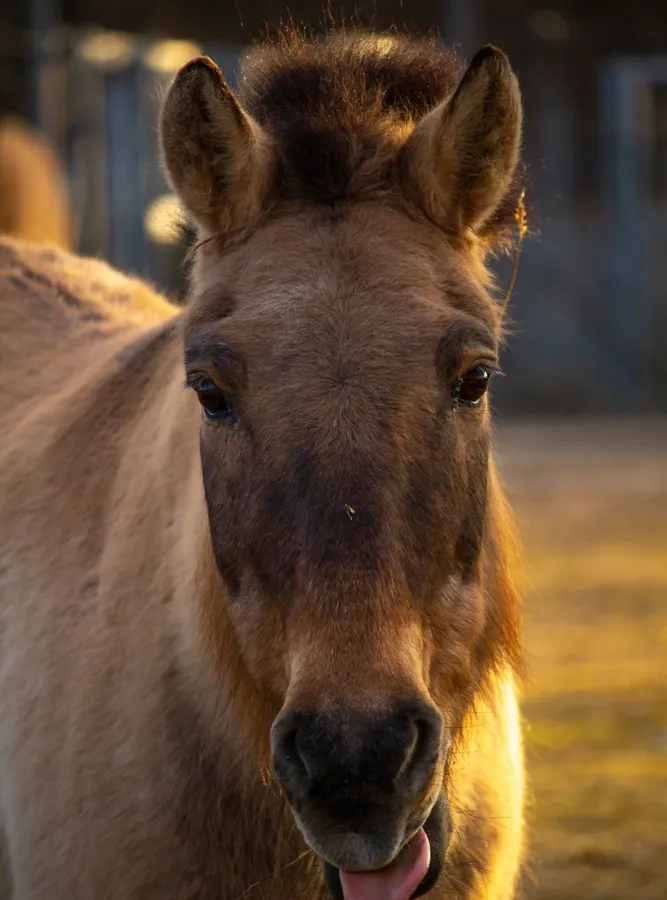 Przewalski's horse