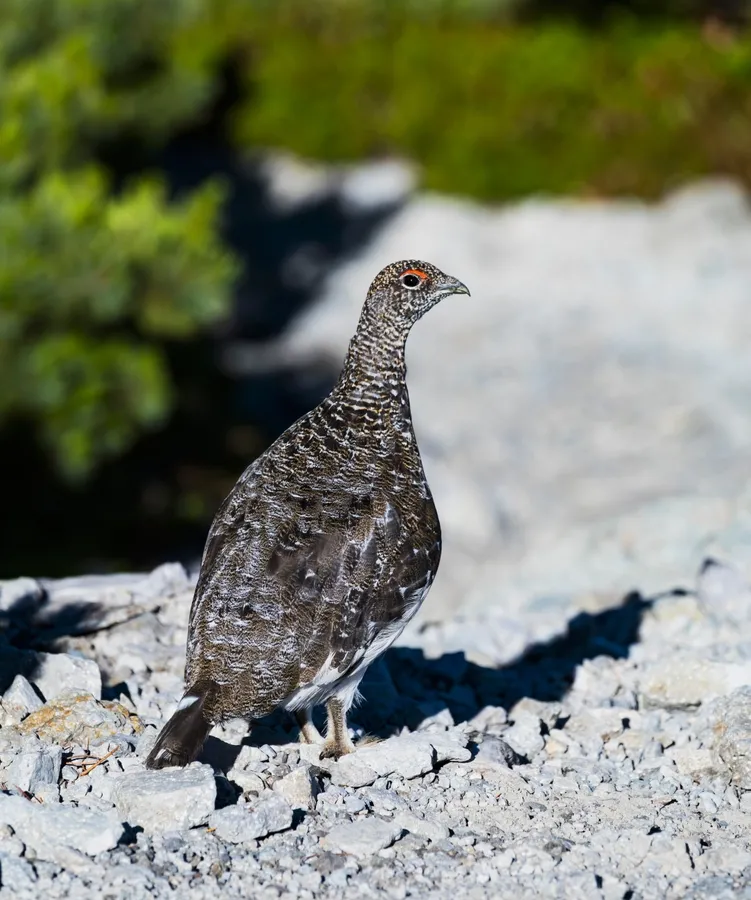 Ptarmigan