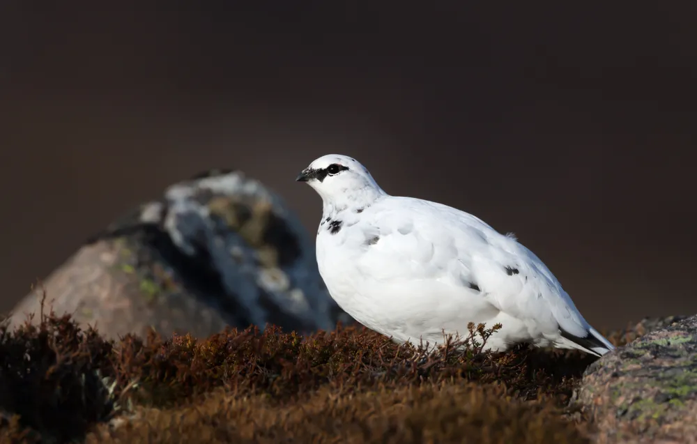 Ptarmigan