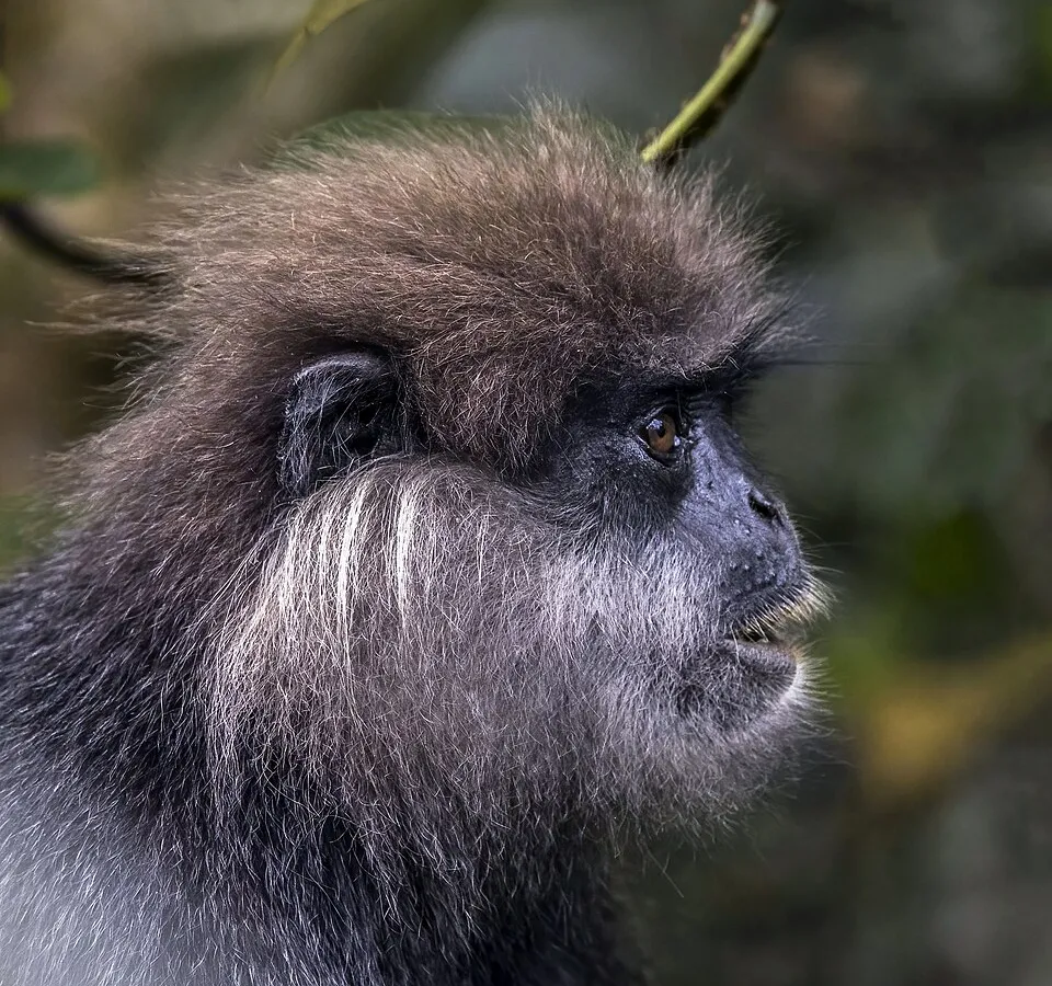 Purple-faced langur