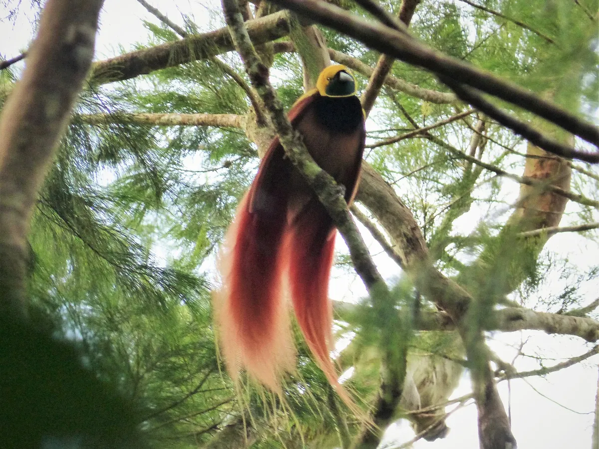 Raggiana bird-of-paradise