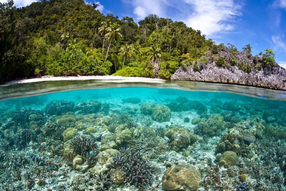 Reef dive/snorkel