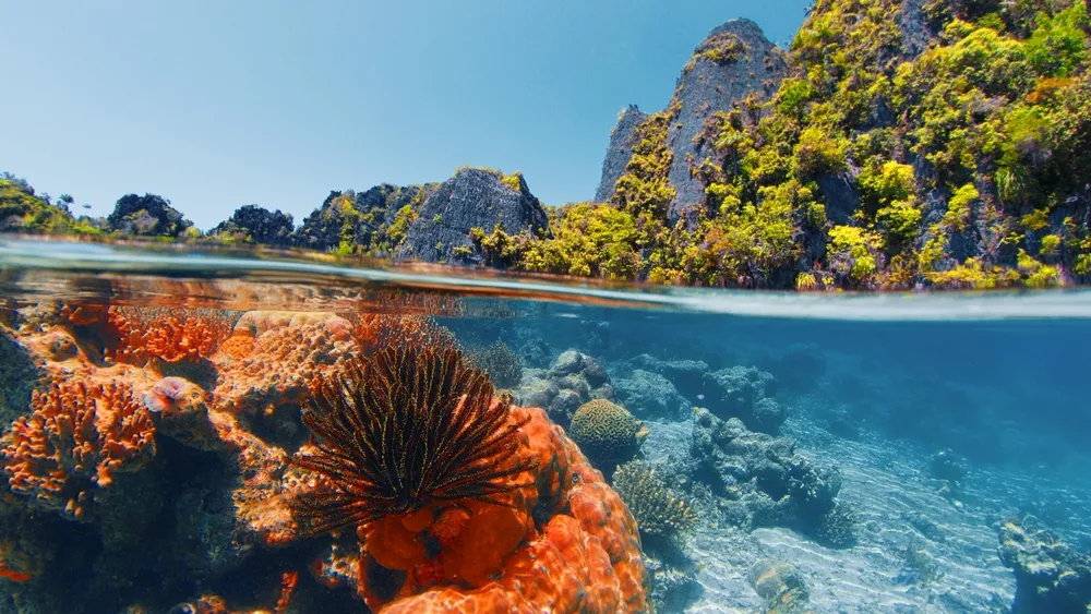 Raja Ampat — marine wonder.