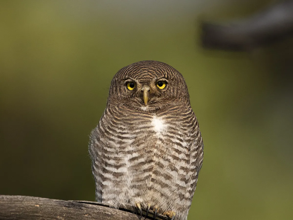 Foothill birding