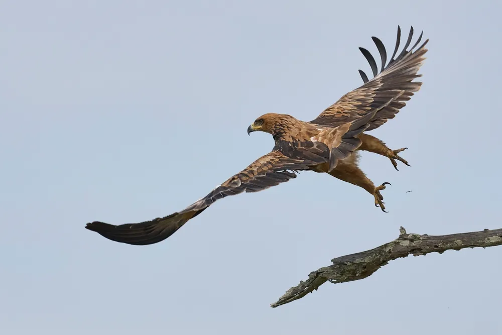 Raptors
