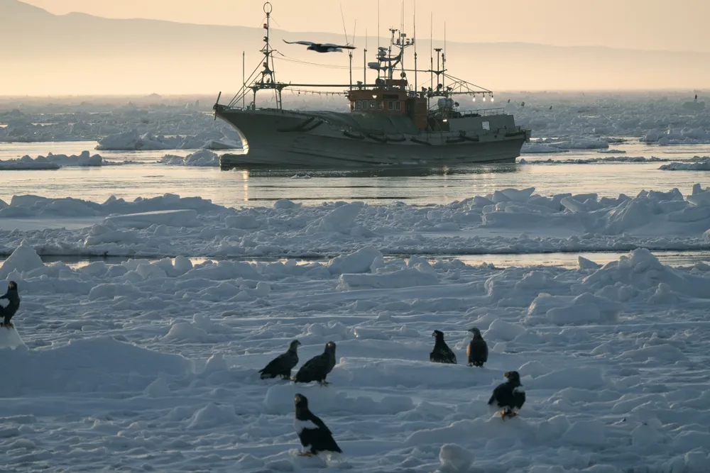 Drift ice