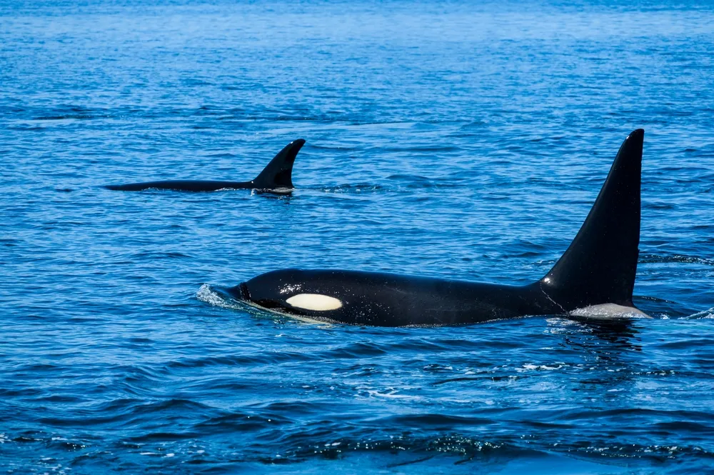 Orcas & whales