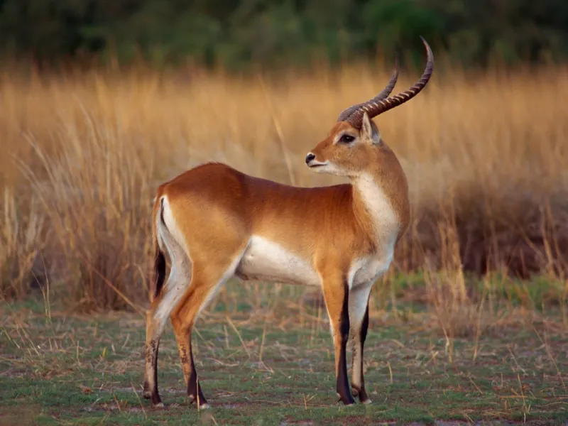 Red lechwe