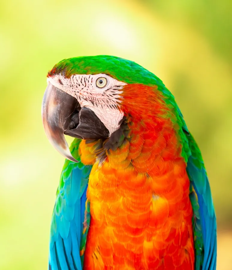 Red-and-green macaw