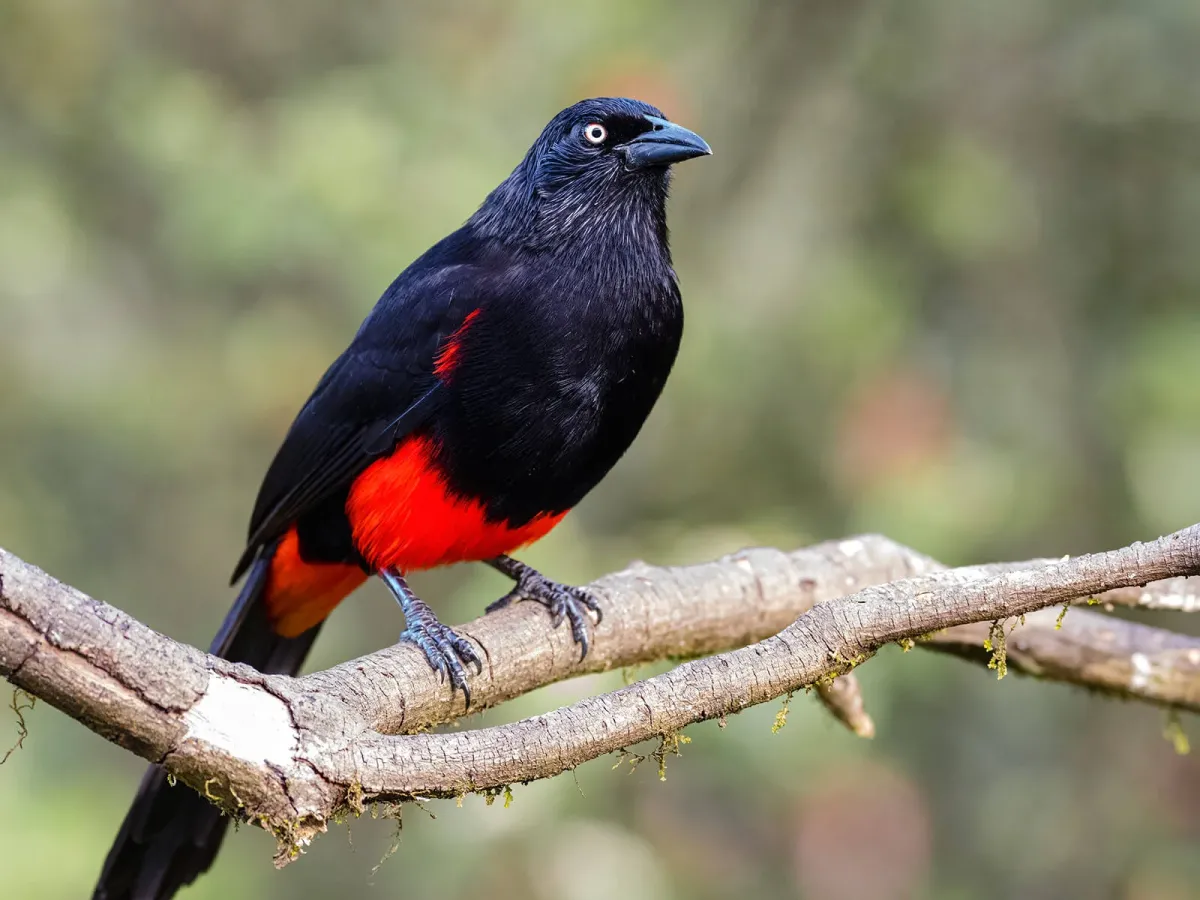 Red-bellied grackle