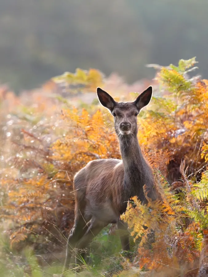 Red deer