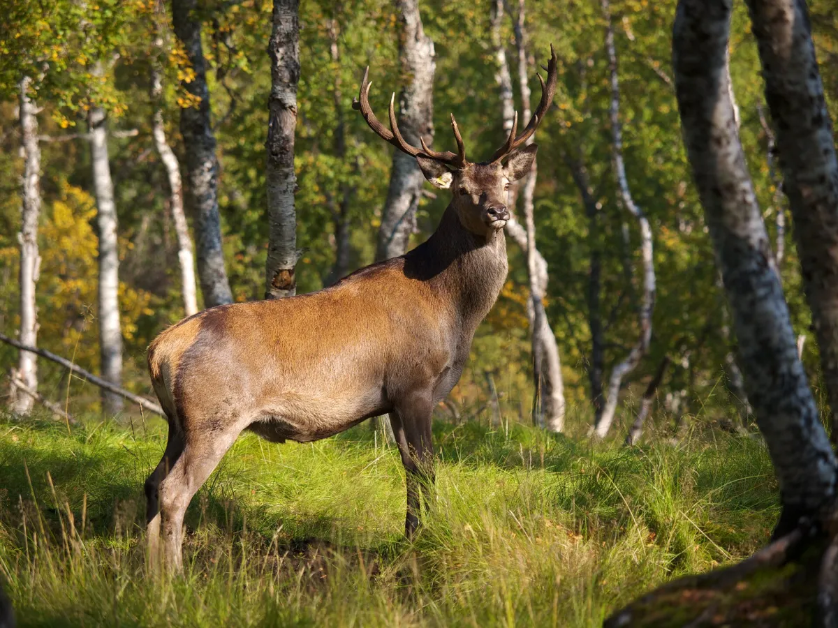 Red deer