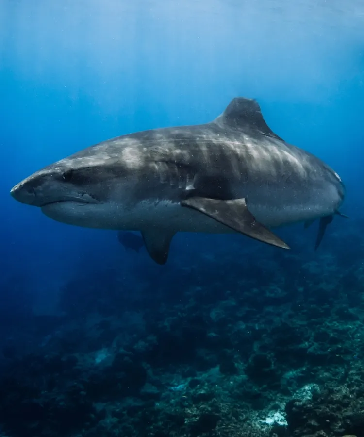 Reef sharks