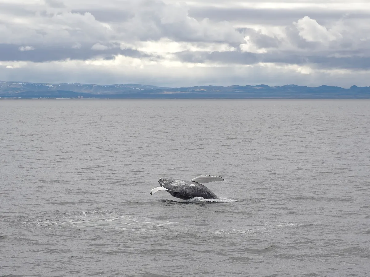 Whale watching