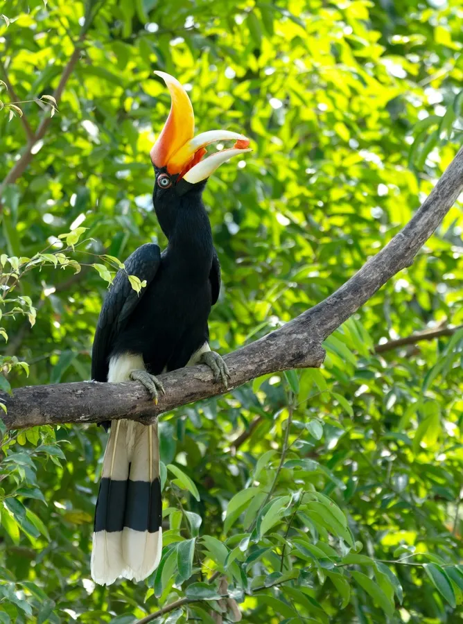 Rhinoceros hornbill