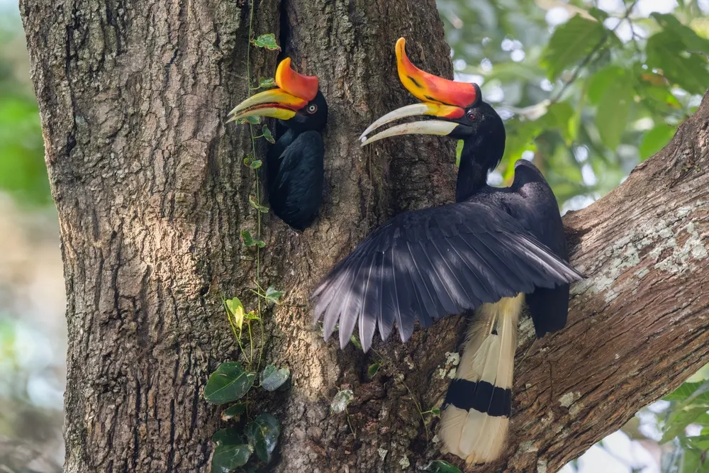 Rhinoceros hornbill
