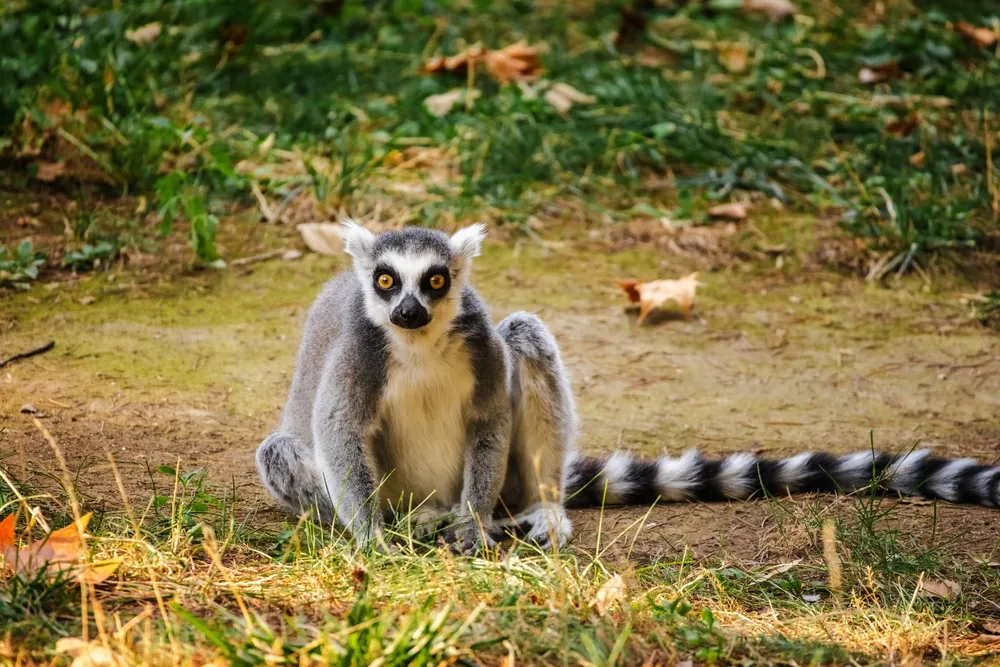 Ring-tailed lemur