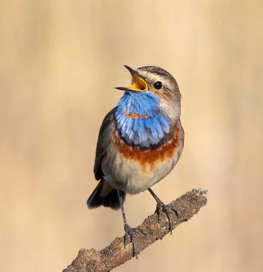 River birds