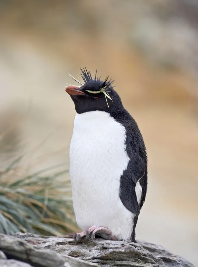 Rockhopper penguin