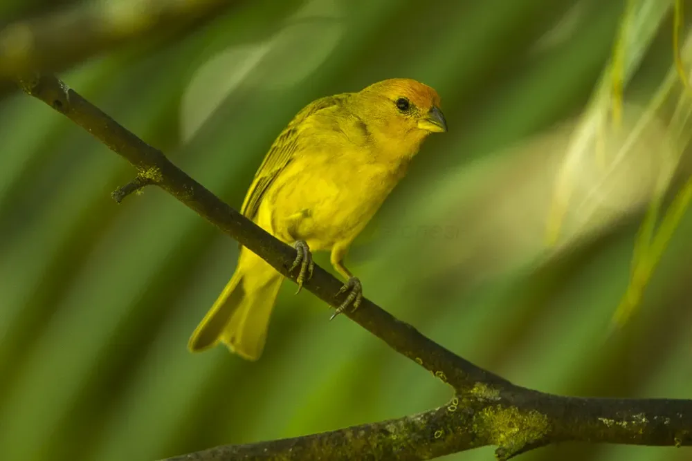Saffron finch