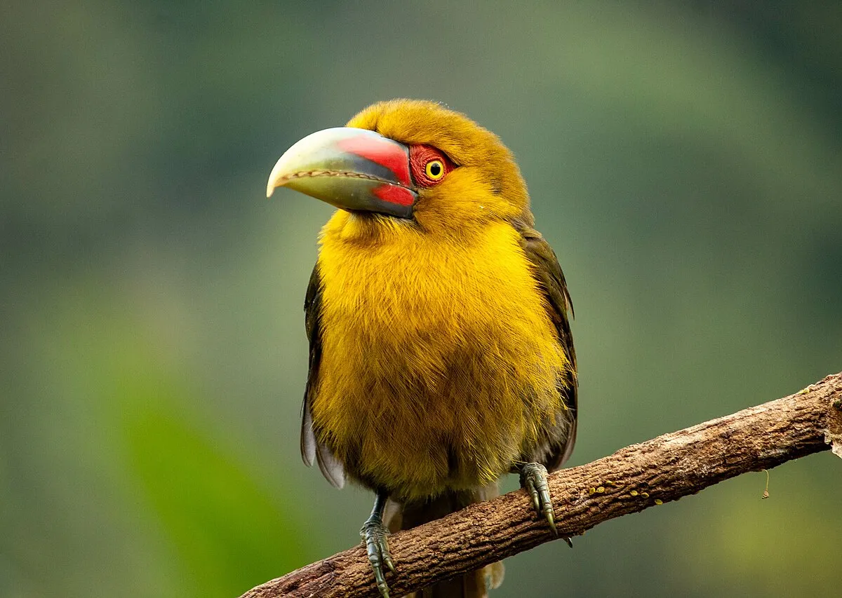 Saffron toucanet