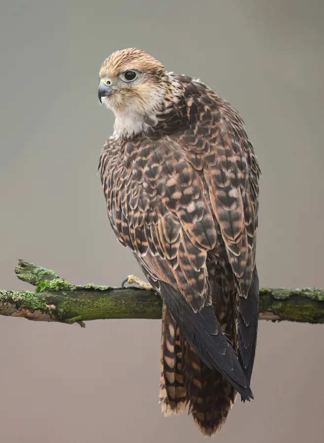 Saker falcon