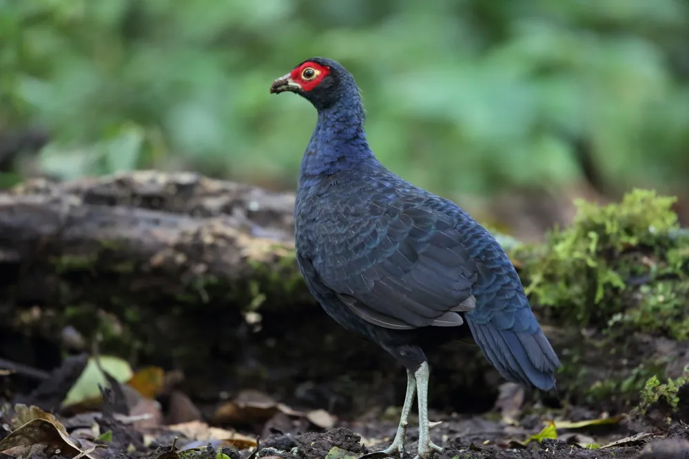 Salvadori's pheasant