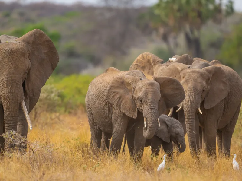 Elephant