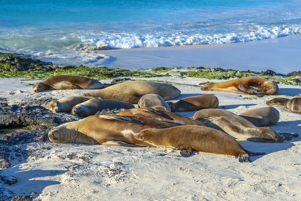 Sea lions