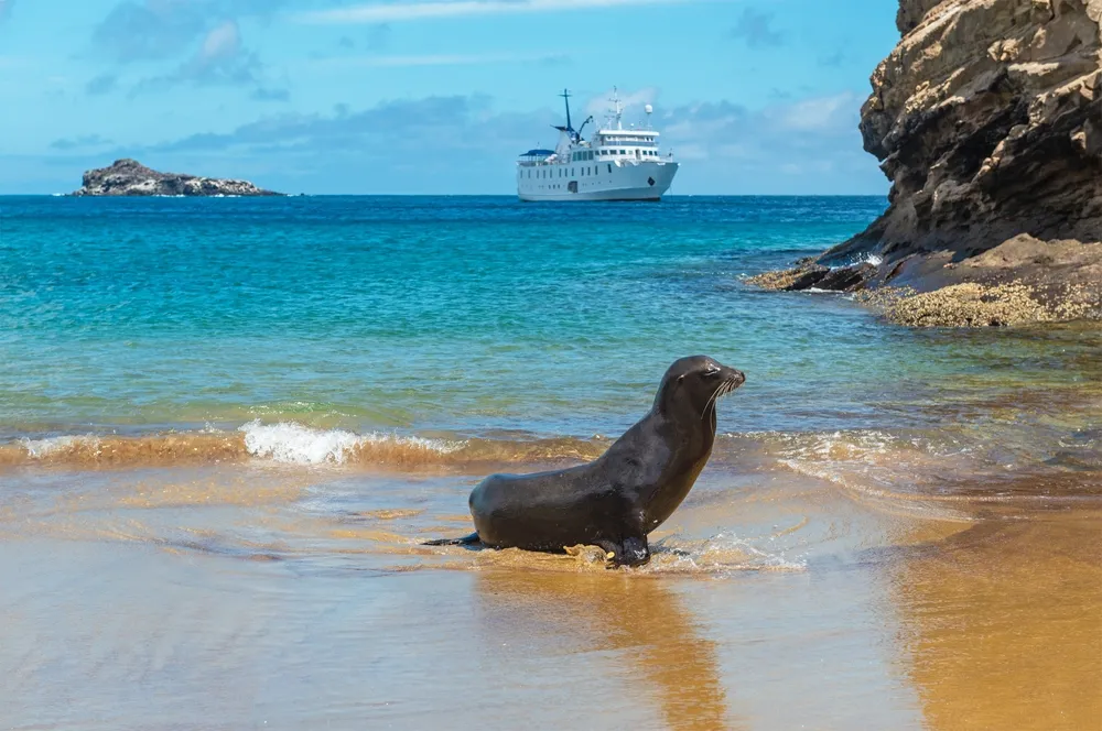 Sea lions on a San Cristóbal beach.