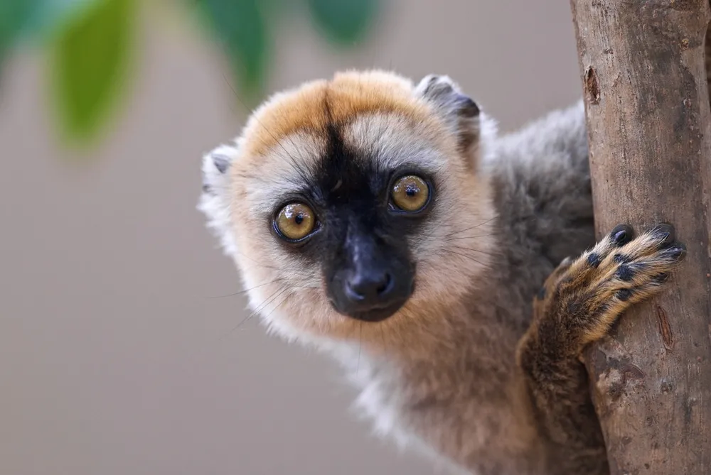 Sanford's brown lemur