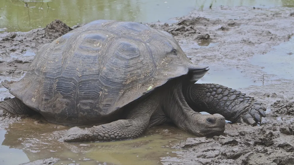 Highland tortoises