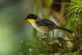 Santa Marta brushfinch