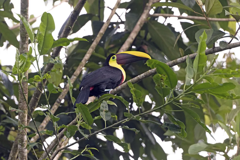Toucan feeders