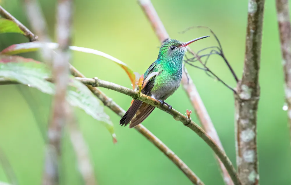 bird-photography