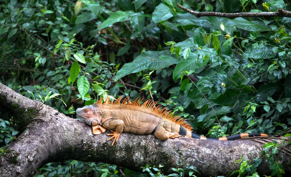 Complete Wildlife