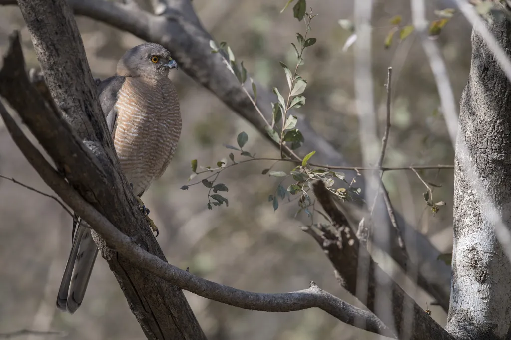 Sariska Tiger Safari
