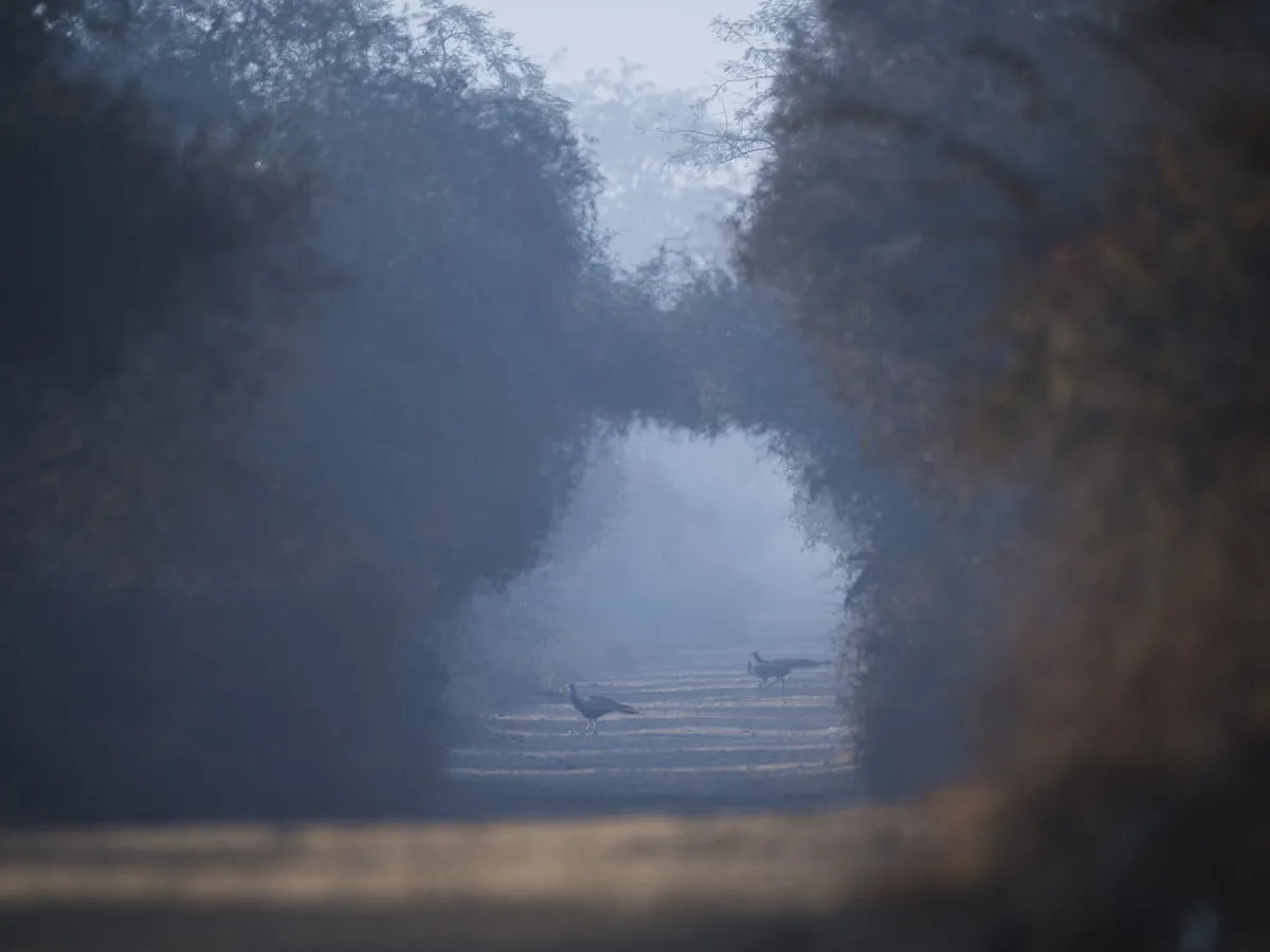 Dry Aravalli ridges and forest, a temple track winding through.
