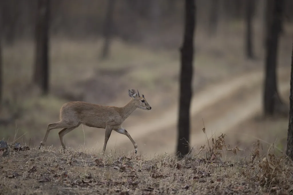 Satpura Pench