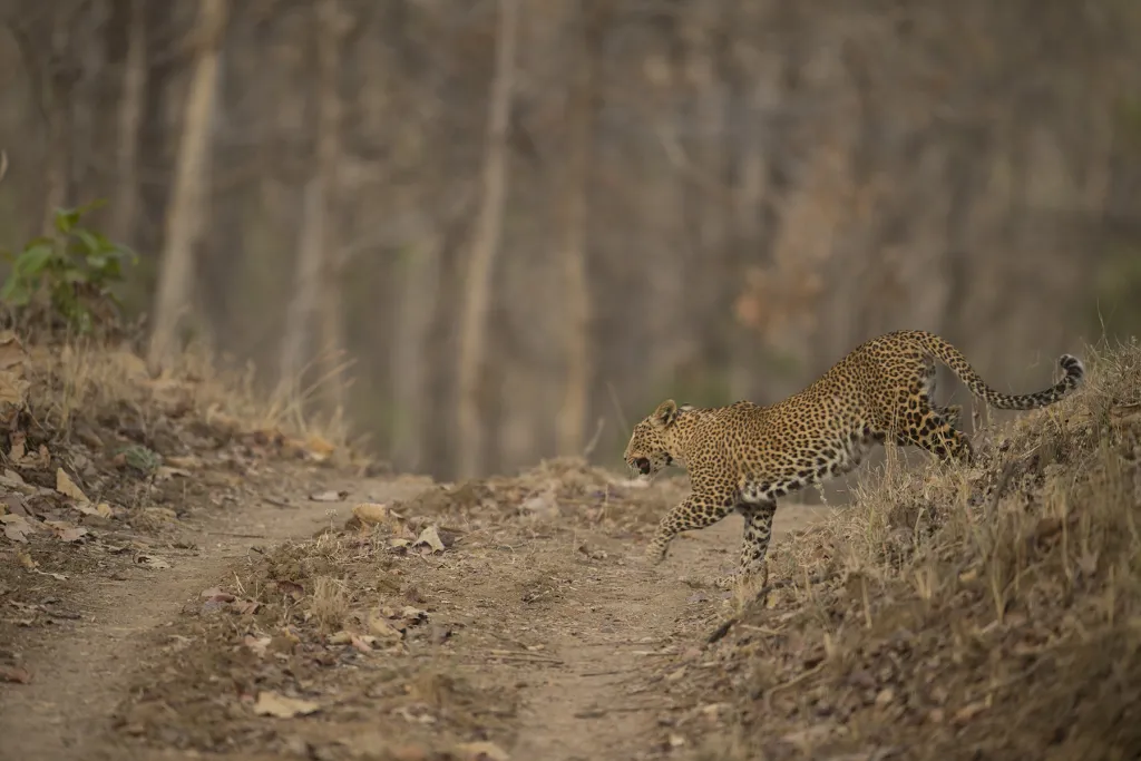 Satpura Pench Kanha